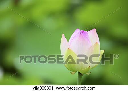 Lotus View Large Photo Image Stock Image - Lotus. Fotosearch