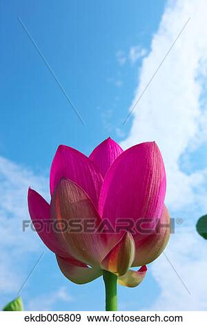 Stock Photo - Lotus. Fotosearch