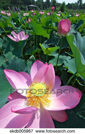 Lotus View Large Photo Image Stock Photo - Lotus. Fotosearch