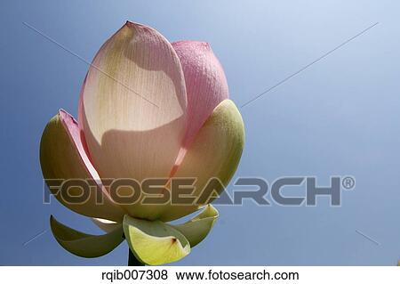 Lotus View Large Photo Image Stock Photo - Lotus. Fotosearch