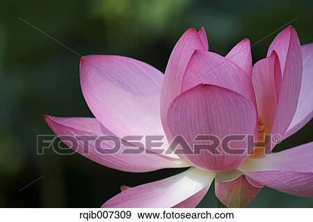 Stock Photo - Lotus. Fotosearch