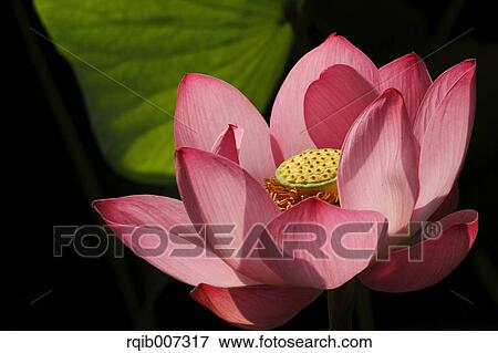 Stock Photo - Lotus. Fotosearch