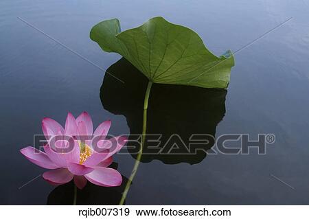 Lotus View Large Photo Image Stock Photo - Lotus. Fotosearch