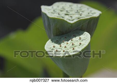 Lotus View Large Photo Image Stock Photo - Lotus. Fotosearch