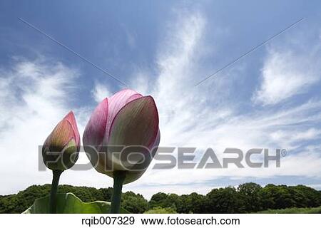 Lotus View Large Photo Image Stock Photo - Lotus. Fotosearch