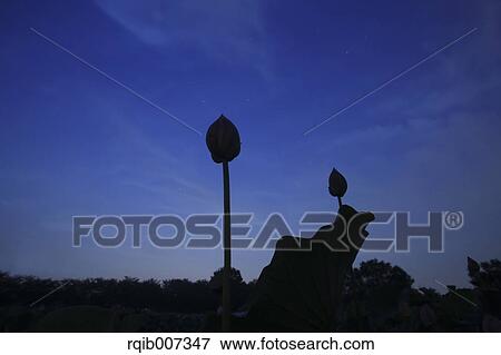 Stock Photo - Lotus. Fotosearch