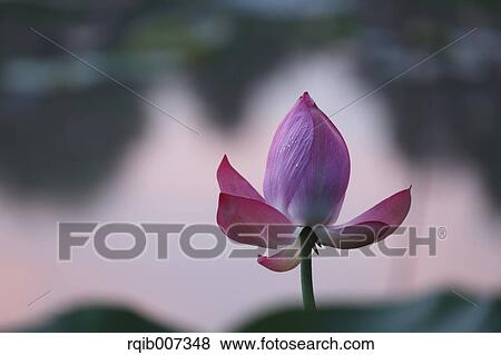 Stock Photo - Lotus. Fotosearch