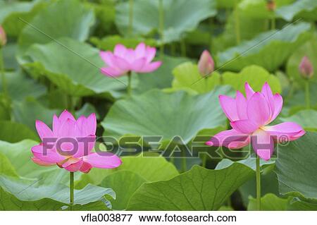 Lotus View Large Photo Image Stock Photo - Lotus. Fotosearch