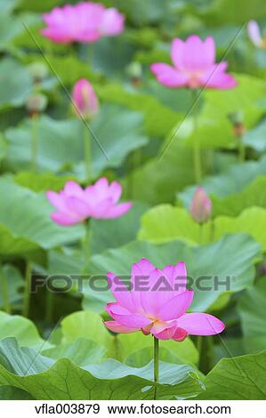 Lotus View Large Photo Image Stock Photo - Lotus. Fotosearch