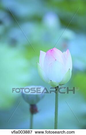 Stock Photo - Lotus. Fotosearch