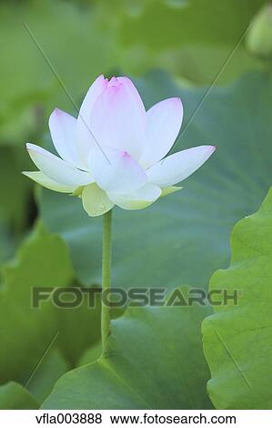 Lotus View Large Photo Image Stock Photo - Lotus. Fotosearch
