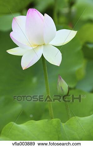 Lotus View Large Photo Image Stock Photo - Lotus. Fotosearch