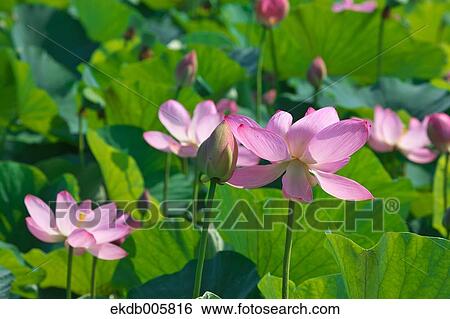 Lotus View Large Photo Image Stock Photograph - Lotus. Fotosearch