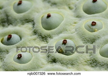 Lotus View Large Photo Image Stock Photograph - Lotus. Fotosearch