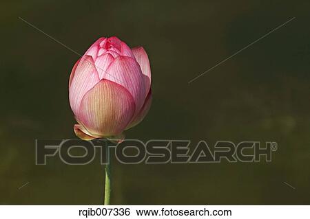 Stock Photograph - Lotus. Fotosearch
