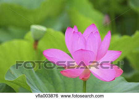 Lotus View Large Photo Image Stock Photograph - Lotus. Fotosearch