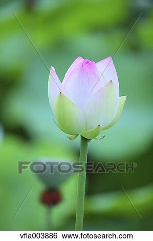 Lotus View Large Photo Image Stock Photograph - Lotus. Fotosearch