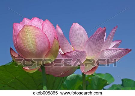 Lotus View Large Photo Image Stock Photography - Lotus. Fotosearch