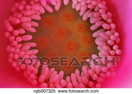 Stock Photography - Lotus. Fotosearch