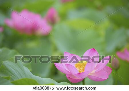 Lotus View Large Photo Image Stock Photography - Lotus. Fotosearch
