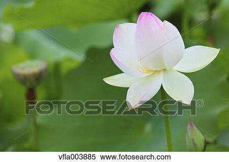 Lotus View Large Photo Image Stock Photography - Lotus. Fotosearch