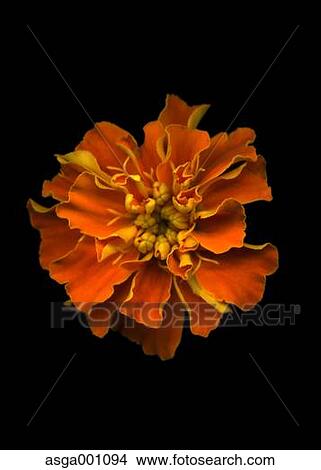 Picture - Marigold. Fotosearch