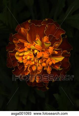 Marigold View Large Photo Image Stock Image - Marigold. Fotosearch