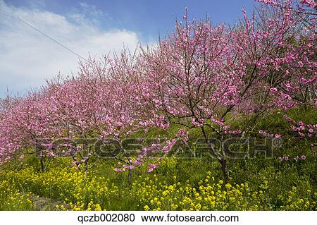 Miyagi Prefecture, Japan View Large Photo Image Stock Image - Miyagi Prefecture, Japan. Fotosearch