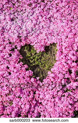 Stock Image - Moss Phlox. Fotosearch