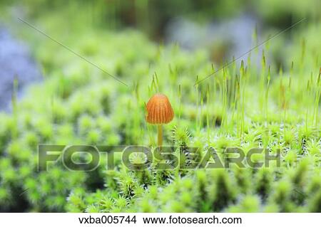 Picture - Moss. Fotosearch
