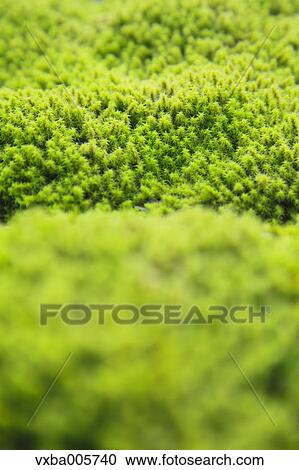Stock Image - Moss. Fotosearch