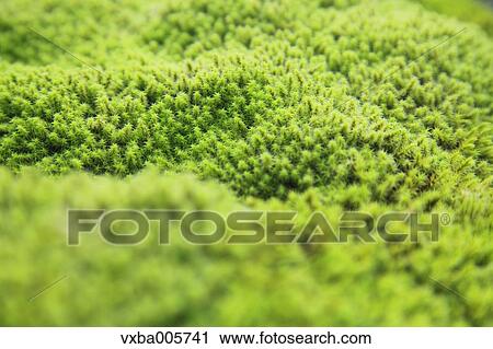 Stock Image - Moss. Fotosearch