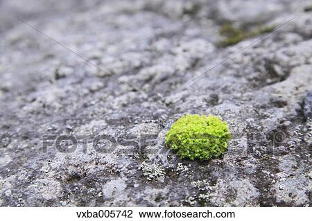 Moss View Large Photo Image Stock Image - Moss. Fotosearch