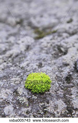 Moss View Large Photo Image Stock Image - Moss. Fotosearch