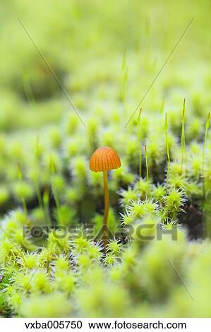 Moss View Large Photo Image Stock Image - Moss. Fotosearch
