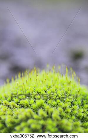 Moss View Large Photo Image Stock Image - Moss. Fotosearch