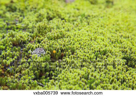 Moss View Large Photo Image Stock Photo - Moss. Fotosearch