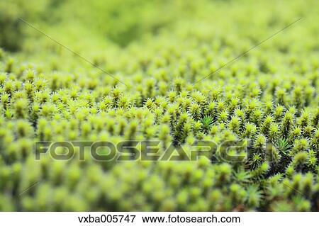 Moss View Large Photo Image Stock Photo - Moss. Fotosearch