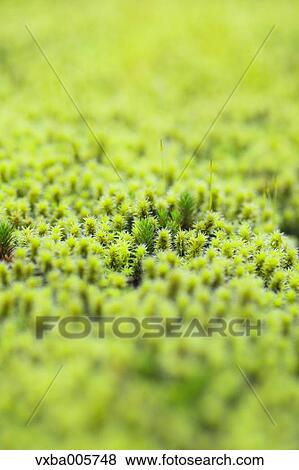 Moss View Large Photo Image Stock Photo - Moss. Fotosearch