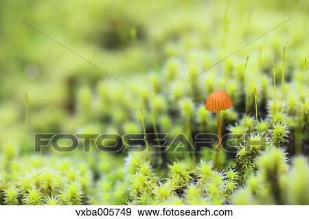 Moss View Large Photo Image Stock Photo - Moss. Fotosearch
