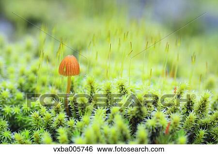 Moss View Large Photo Image Stock Photograph - Moss. Fotosearch