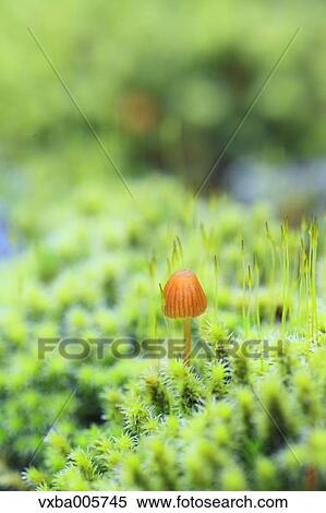 Stock Photography - Moss. Fotosearch