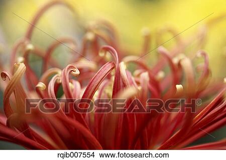 Picture - Mum. Fotosearch