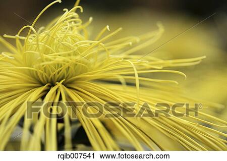Stock Image - Mum. Fotosearch