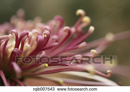 Stock Image - Mum. Fotosearch
