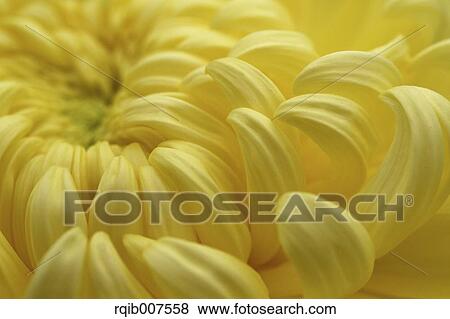 Stock Photo - Mum. Fotosearch