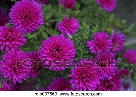 Mums View Large Photo Image Stock Image - Mums. Fotosearch