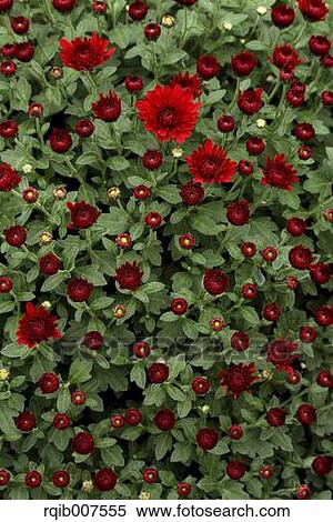 Mums View Large Photo Image Stock Photography - Mums. Fotosearch