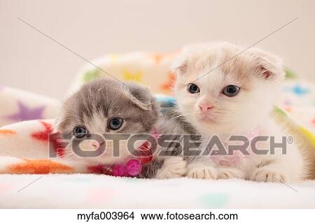 Munchkin Kittens View Large Photo Image Picture - Munchkin Kittens. Fotosearch