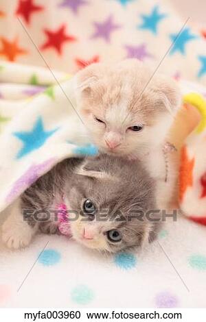 Munchkin Kittens View Large Photo Image Stock Image - Munchkin Kittens. Fotosearch